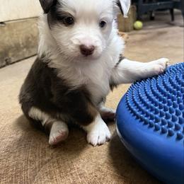 Red Tri Female 1 - Red tri-color female Miniature American Shepherd puppy in Elmore City, Oklahoma from Rikashay Kennels