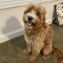 Maui - Goldendoodle