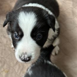Border Collie Puppies from Roaring River Border Collies