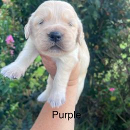 Purple collar - Golden female Golden Retriever puppy in Jesup, Georgia from Painted Platinum Retrievers (Painted Platinum Kennel) PPK