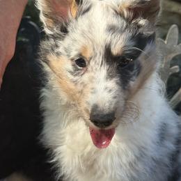 Peanut(Phoenix) - White blue merle and tan female Shetland Sheepdog puppy in Woodstock, Connecticut from Greener Fields Shelties