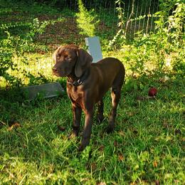 Ace - Liver male German Shorthaired Pointer puppy in Ashford, Alabama from Gosha & Nusha Kennel