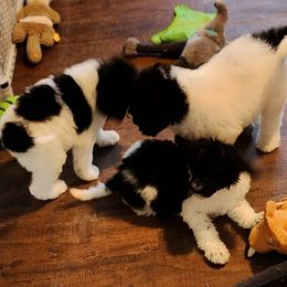 Goldendoodle and Poodle Puppies from Elizabeth Rocha's Doodles