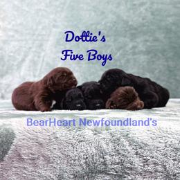Radar - Brown male Newfoundland puppy in Cortez, Colorado from Bear Heart Newfoundlands, LLC
