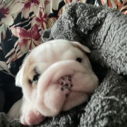 Sugar - White female Bulldog puppy in Geraldine, Alabama from Rathbone Bulldogs