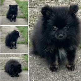 Pomeranian Puppies from Precious Paws by Jai