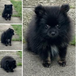 Pomeranian Puppies from Precious Paws by Jai