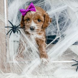 Esme - Golden female Cockapoo puppy in Otisville, Michigan from Danie’s Darling Doodles LLC