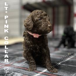 Poodle Puppies from Mahalo Meadow Farm