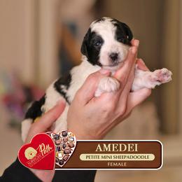 Amedei - Black and white female Sheepadoodle puppy in Cleveland, Tennessee from Narrow Path Old English & Sheepadoodles