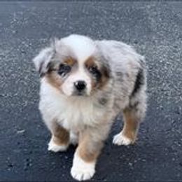 Australian Shepherd Puppies from Lakes Australian Shepherds
