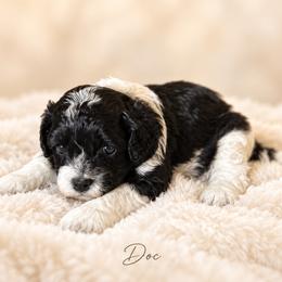 Acorn (Doc) - Black and white male Cavapoo puppy in Thorndale, Texas from Hattie’s Texas Cavapoos