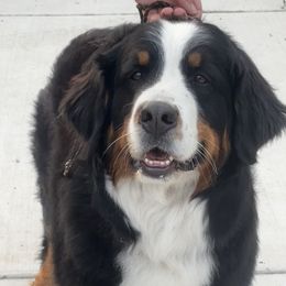 Topaz - Bernese Mountain Dog