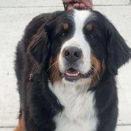 Topaz - Bernese Mountain Dog