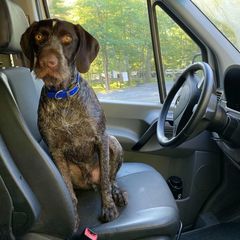 German Wirehaired Pointer All Grown Up from Osborne’s Wirehairs