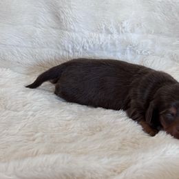 Acorn - Chocolate and tan male Dachshund puppy in Osage, Oklahoma from Vandruff Creek Mini Dachshunds