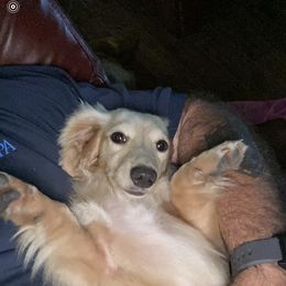 Cherie - Dachshund