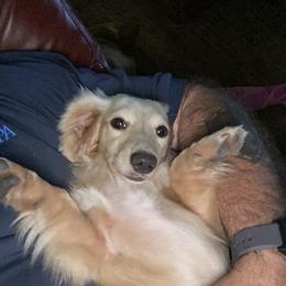 Cherie - Dachshund