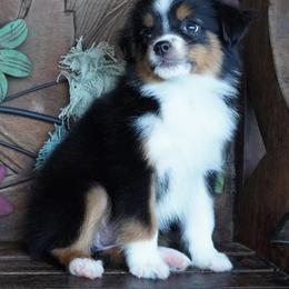 Girl 2 - Black tri female Miniature Australian Shepherd puppy in Lawton, Oklahoma from Lindsey’s Aussies