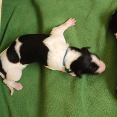 Snow - Black and tan female Borzoi puppy in Larimer County, Colorado from Cherry Hill Borzois