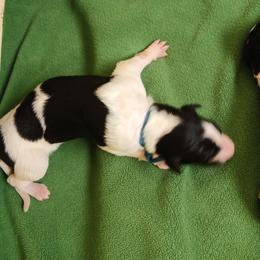 Snow - Black and tan female Borzoi puppy in Larimer County, Colorado from Cherry Hill Borzois