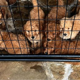 Goldendoodles and Poodles from Texoma Doodles