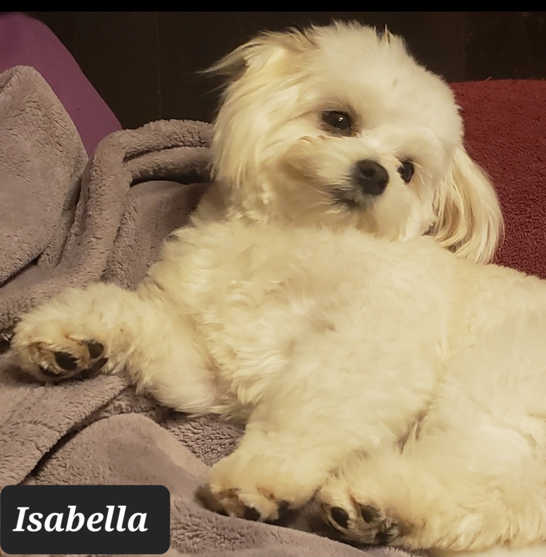 Isabella - Maltese