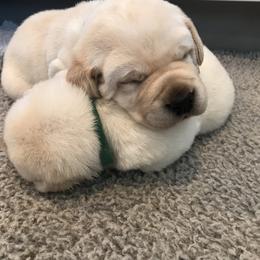 Labrador Retriever Puppies from Valley View English Labs