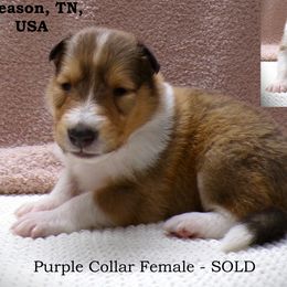 Purple Collar Sable Female - Sable and white female Collie puppy in Gleason, Tennessee from Liberty Collies