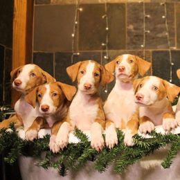 Ibizan Hound and Manchester Terrier Puppies from Dugualla