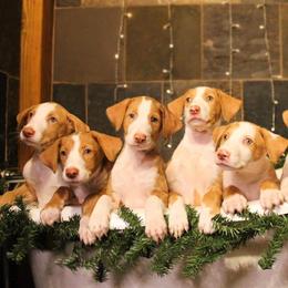Ibizan Hound and Manchester Terrier Puppies from Dugualla