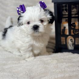 Shih Tzu Puppies from Our ShihTzu Family