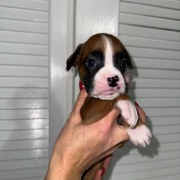 Pearl - Fawn female Boxer puppy in Jamesville, New York from Reynolds Homestead Boxers