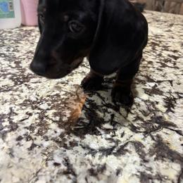 Dachshund Puppies from Dachshund Puppies