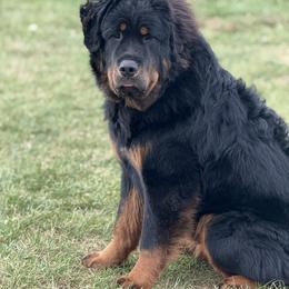 Orange - Black and tan male Tibetan Mastiff puppy in Maxwell, Ia, Iowa from HW Kennel