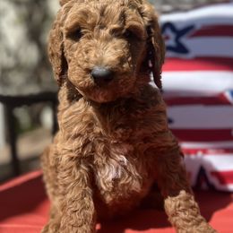 Poodle Puppies from Country Sundance Poodles