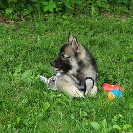 Siberian Husky Puppies from Evereve Kennels