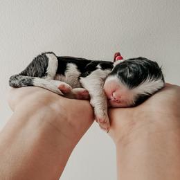 Renner - Black and white male Sheepadoodle puppy in Wabash, Indiana from DOODCompany