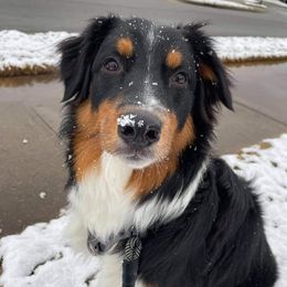 Australian Shepherds from Double hh Cattle & Aussies