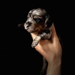 Dachshund Puppies from Doxie View Acres