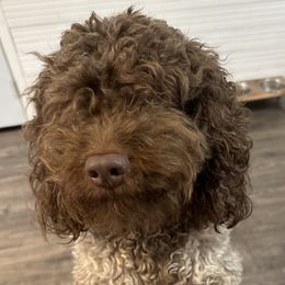 Jax - Cockapoo