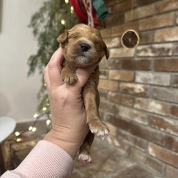 Luna - Red  female Goldendoodle puppy in Bogue Chitto, Mississippi from Valentine Kennels