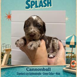 Cannonball - Dallas TX - 4,000 - Chocolate male Goldendoodle puppy in Garland, Texas from Twilight Doodles