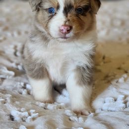 Australian Shepherd and Miniature Australian Shepherd Puppies from KSH Aussie Haven