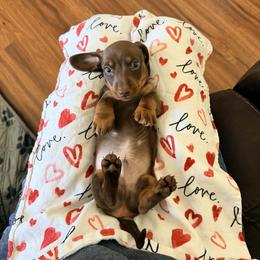 Dachshund Puppies from Adorable Doxxies