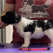 Cheesecake - Schapendoes puppy in North Carolina from Wild Clover Schapendoes