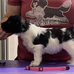 Cheesecake - Schapendoes puppy in North Carolina from Wild Clover Schapendoes