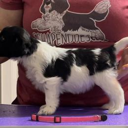 Cheesecake - Schapendoes puppy in North Carolina from Wild Clover Schapendoes