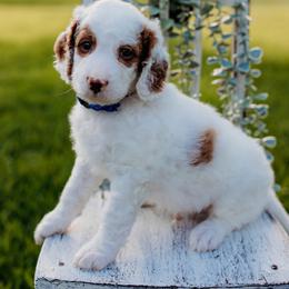Simon - Parti male Goldendoodle puppy in Old River Winfree, Texas from RadDoodles