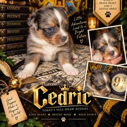 Cedric - Blue merle male Australian Shepherd puppy in Evart, Michigan from Torry's Full Draw Aussie’s